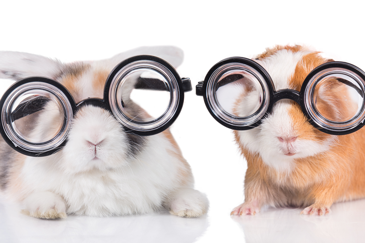 Spinach v Carrots Which is Better for Vision?